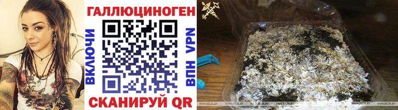 Галлюциногенные грибы Psilocybine cubensis  Андреаполь 